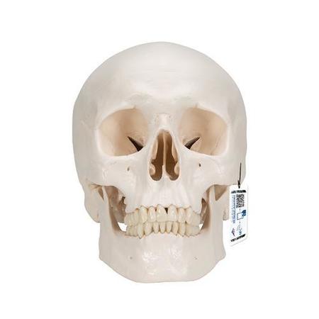 3B SCIENTIFIC Classic-Skull with Brain, 8 part - w/ 3B Smart Anatomy 1020162